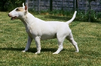 Picture of bull terrier walking on grass