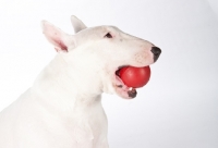 Picture of bull terrier with ball
