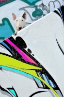 Picture of Bull Terrier with graffiti