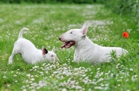 Picture of Bull Terrier with her puppy