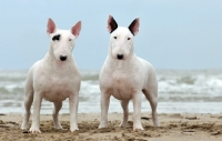 Picture of Bull Terriers on beach