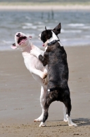 Picture of Bull Terriers playing on beach