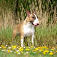 Picture of Bull Terrier