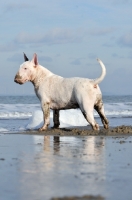 Picture of Bull Terrier