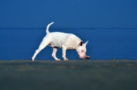 Picture of Bull Terrier