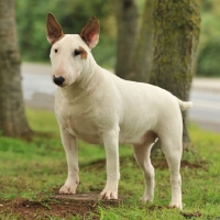 Picture of Bull Terrier