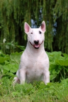 Picture of Bull Terrier