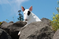 Picture of Bull Terrier