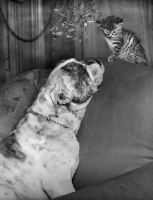 Picture of bulldog and kitten under mistletoe