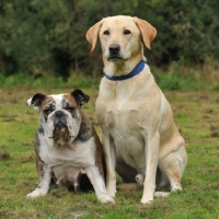 Picture of bulldog and yellow labrador companions sat together