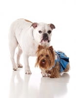 Picture of Bulldog and Yorkshire Terrier
