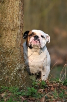 Picture of Bulldog behind tree