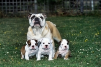 Picture of bulldog bitch and three puppies from outdoors kennels