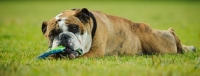 Picture of Bulldog chewing toy