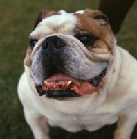 Picture of Bulldog close up looking at camera