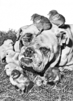 Picture of Bulldog covered in little chicks