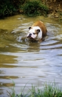 Picture of bulldog crossing water