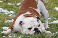 Picture of Bulldog crouching down