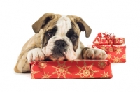 Picture of Bulldog dog with presents on a white background