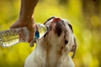 Picture of Bulldog drinking from bottle