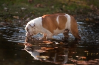 Picture of Bulldog drinking water from river