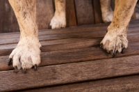 Picture of Bulldog feet on wooden bench