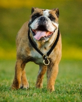Picture of Bulldog, front view