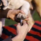 Picture of bulldog having nails clipped