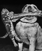 Picture of Bulldog holding up a bone from which a kitten is hanging