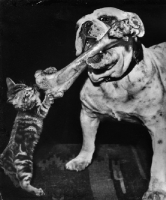 Picture of Bulldog holding up a bone which a kitten is trying to grab