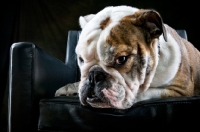 Picture of Bulldog in a chair