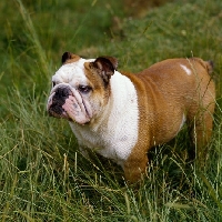 Picture of bulldog in long grass