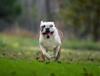 Picture of Bulldog in motion