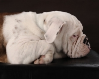 Picture of Bulldog in profile on black background