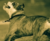 Picture of Bulldog in sepia colours