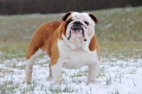 Picture of Bulldog in snow