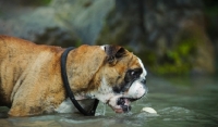Picture of Bulldog in water
