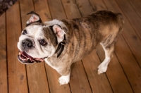 Picture of Bulldog in wooden floor