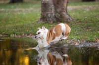 Picture of Bulldog jumping into water