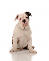 Picture of Bulldog looking at camera against white background