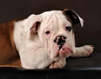 Picture of Bulldog looking at camera