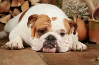 Picture of Bulldog looking tired