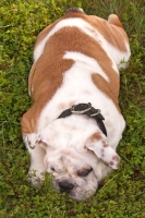 Picture of Bulldog lying down