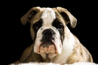 Picture of bulldog lying isolated on a black background