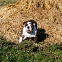 Picture of bulldog near a pile of straw