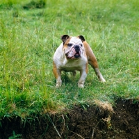 Picture of bulldog on a river bank