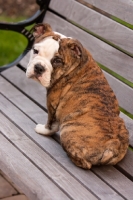 Picture of Bulldog on bench