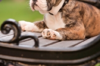 Picture of Bulldog on bench