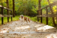 Picture of Bulldog on bridge