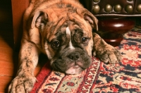 Picture of Bulldog on carpet